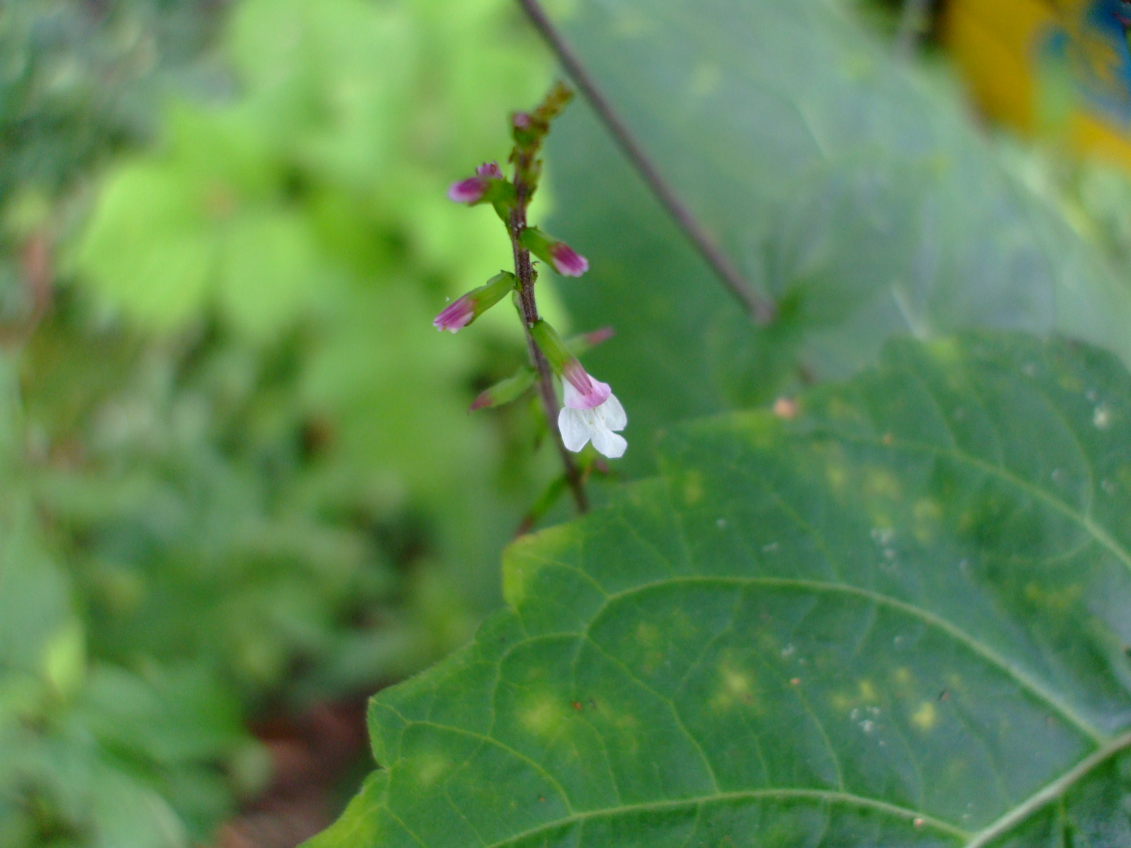 Phryma leptostachya